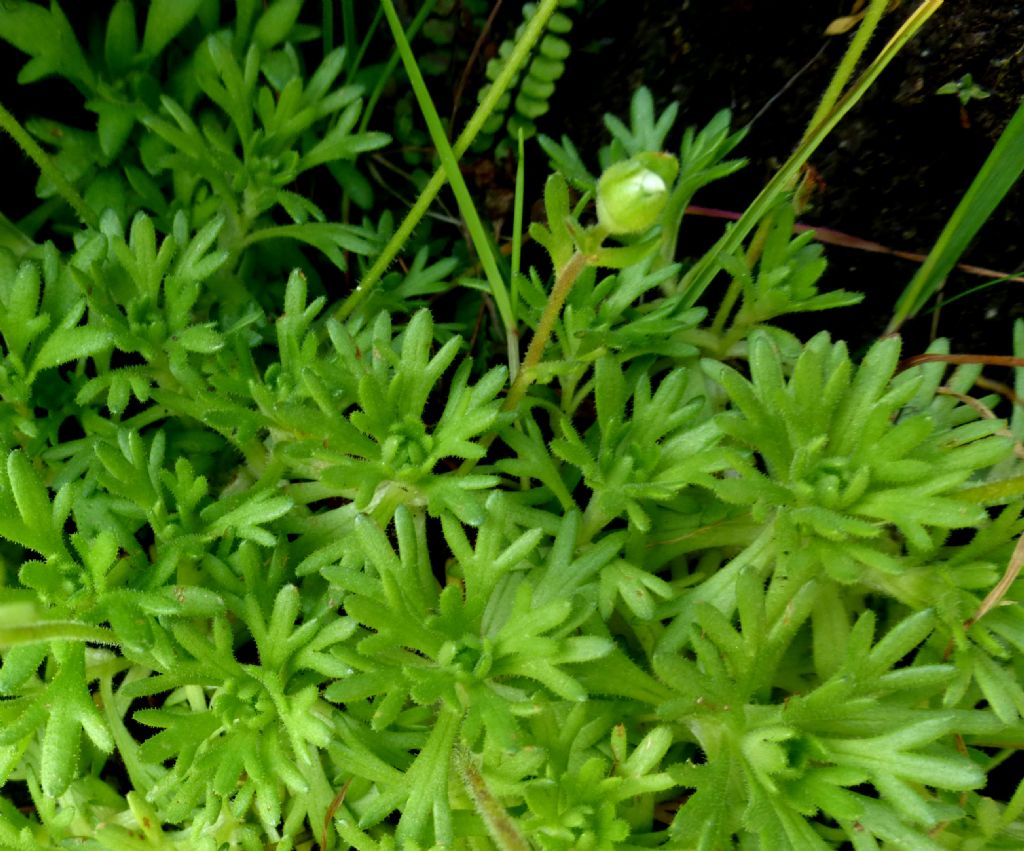 Saxifraga exarata